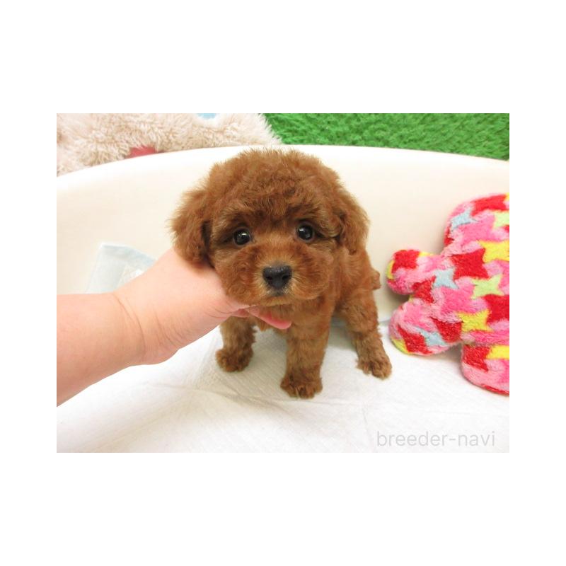 販売中の大阪府のトイプードル-452369の2枚目