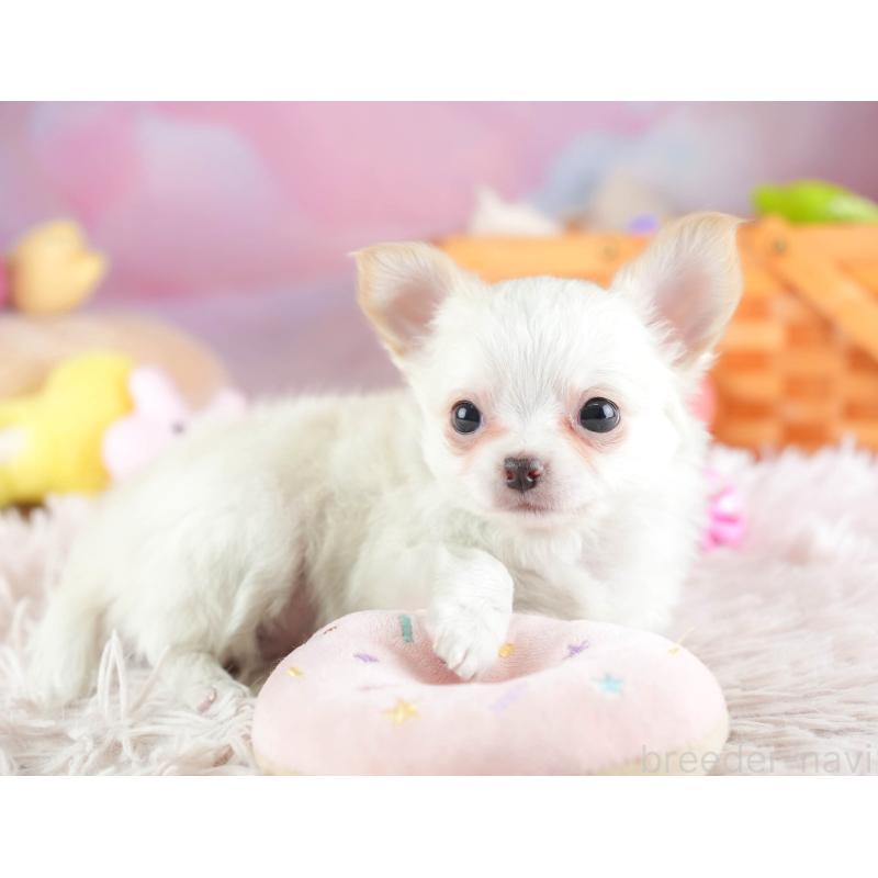 販売中の埼玉県のチワワ(ロングコート)-453268の12枚目