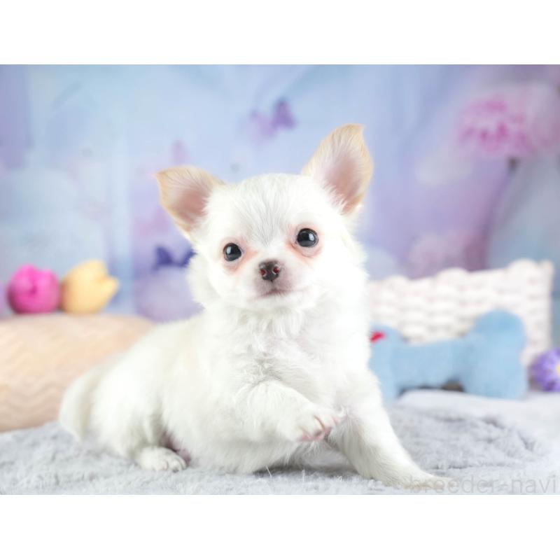 販売中の埼玉県のチワワ(ロングコート)-453268の11枚目