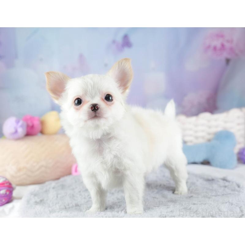 販売中の埼玉県のチワワ(ロングコート)-453268の10枚目