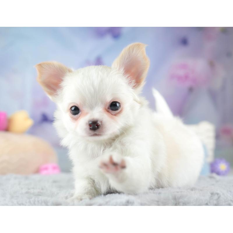 販売中の埼玉県のチワワ(ロングコート)-453268の9枚目