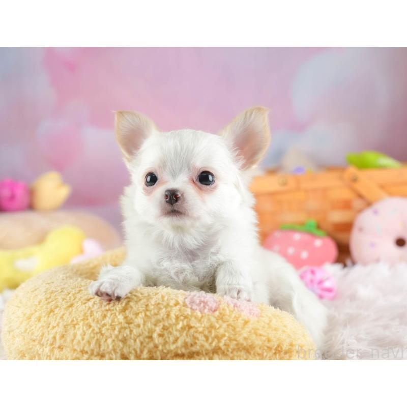 販売中の埼玉県のチワワ(ロングコート)-453268の8枚目