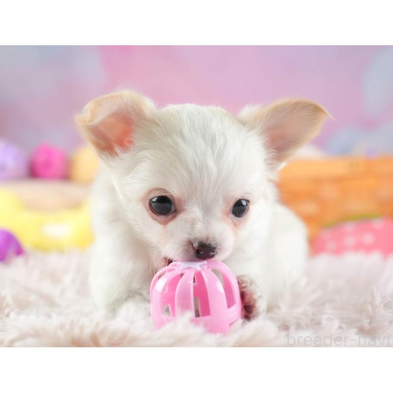 販売中の埼玉県のチワワ(ロングコート)-453268の7枚目