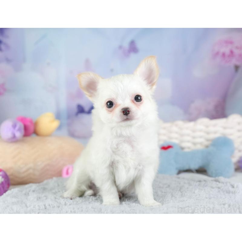 販売中の埼玉県のチワワ(ロングコート)-453268の6枚目