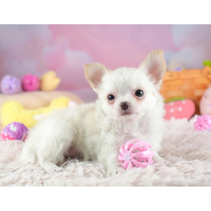 販売中の埼玉県のチワワ(ロングコート)-453268の5枚目