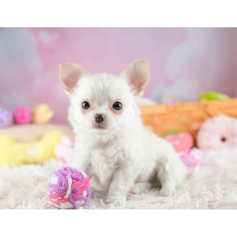 販売中の埼玉県のチワワ(ロングコート)-453268の4枚目