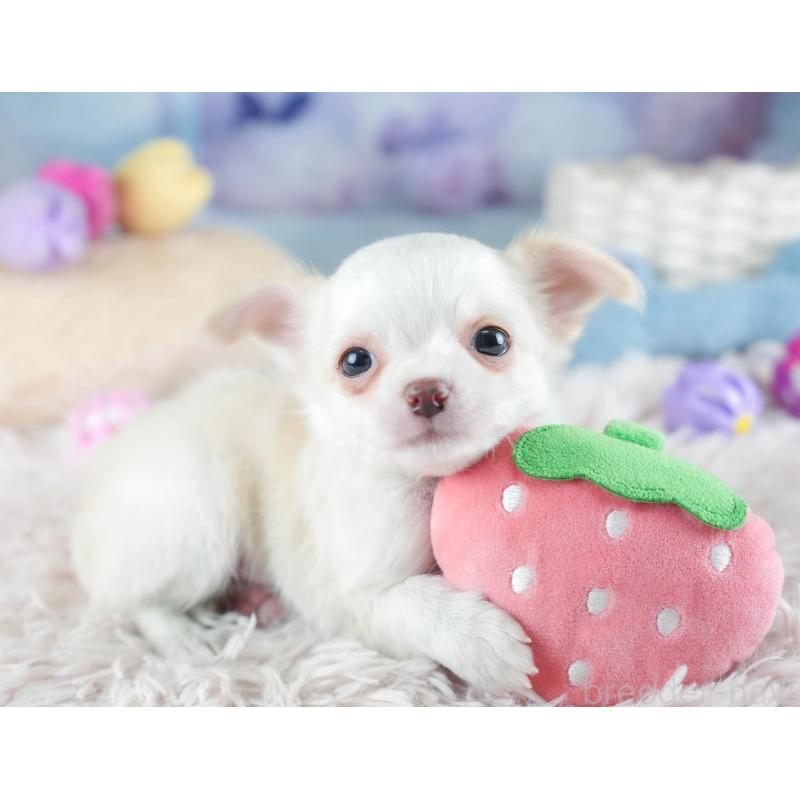 販売中の埼玉県のチワワ(ロングコート)-453265の12枚目