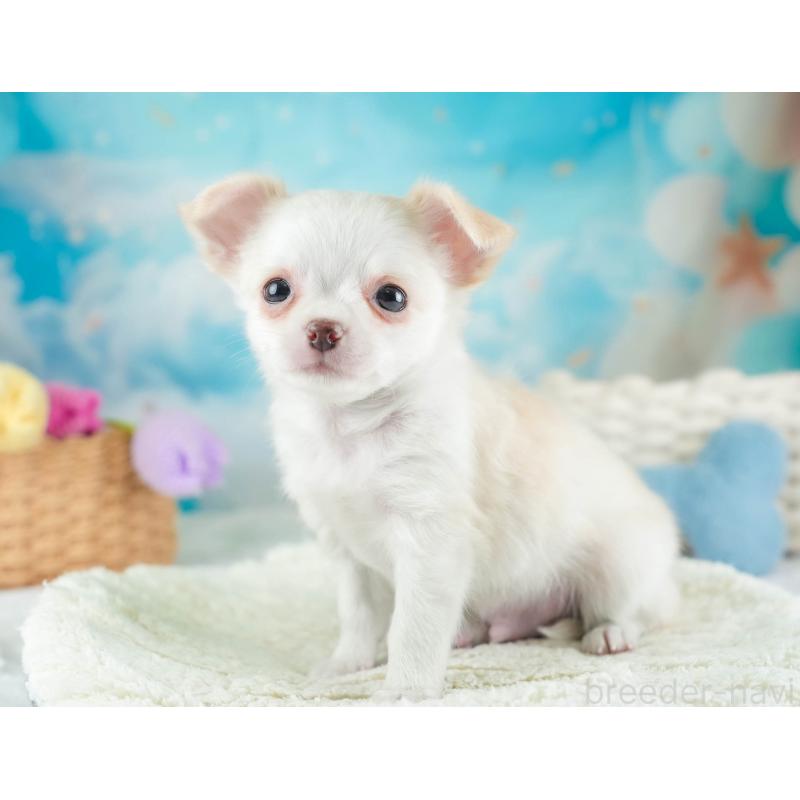 販売中の埼玉県のチワワ(ロングコート)-453265の11枚目