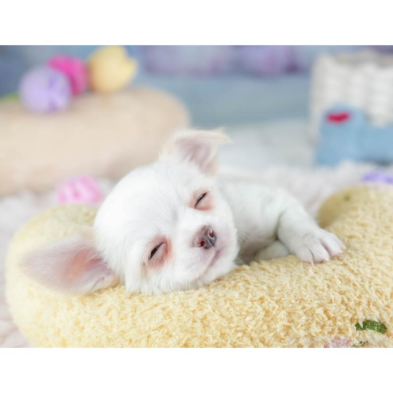 販売中の埼玉県のチワワ(ロングコート)-453265の10枚目