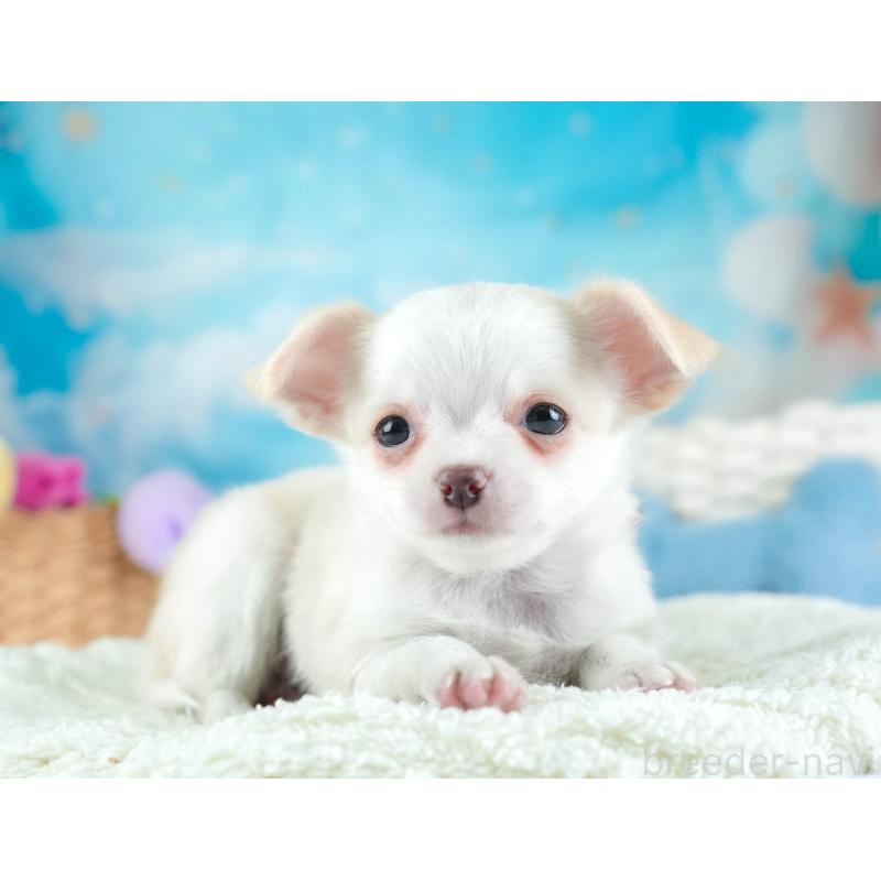 販売中の埼玉県のチワワ(ロングコート)-453265の9枚目