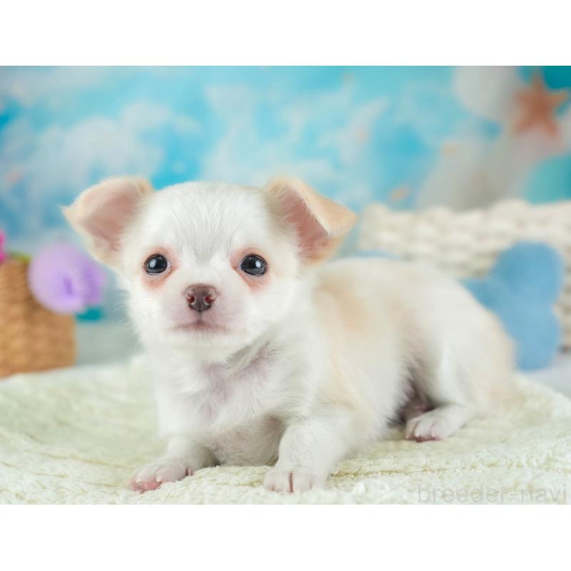 販売中の埼玉県のチワワ(ロングコート)-453265の8枚目