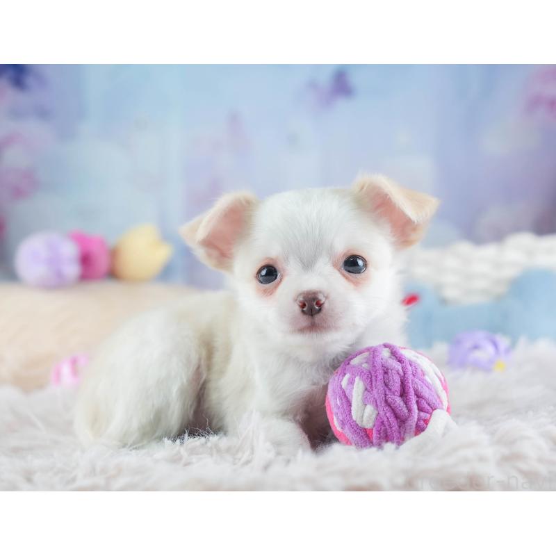 販売中の埼玉県のチワワ(ロングコート)-453265の7枚目