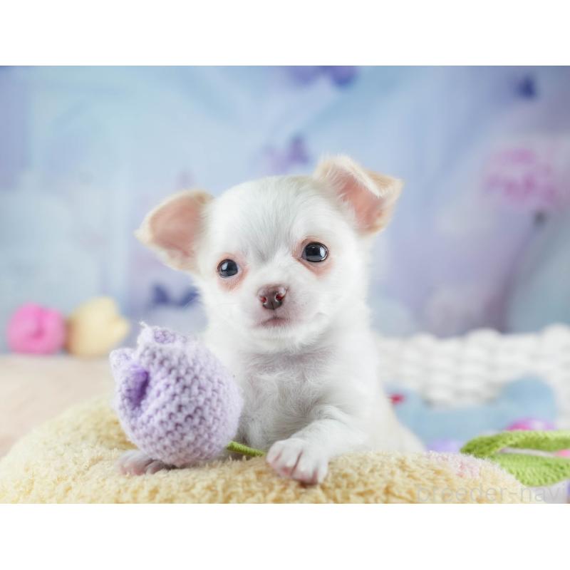 販売中の埼玉県のチワワ(ロングコート)-453265の6枚目