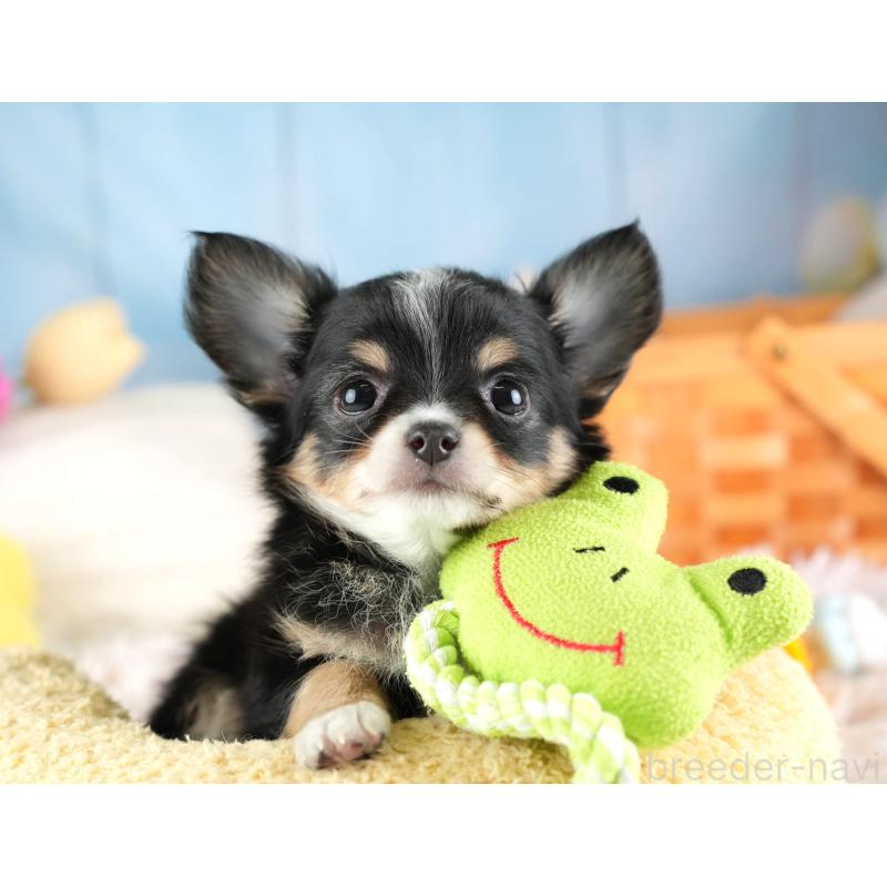 販売中の埼玉県のチワワ(ロングコート)-453263の12枚目