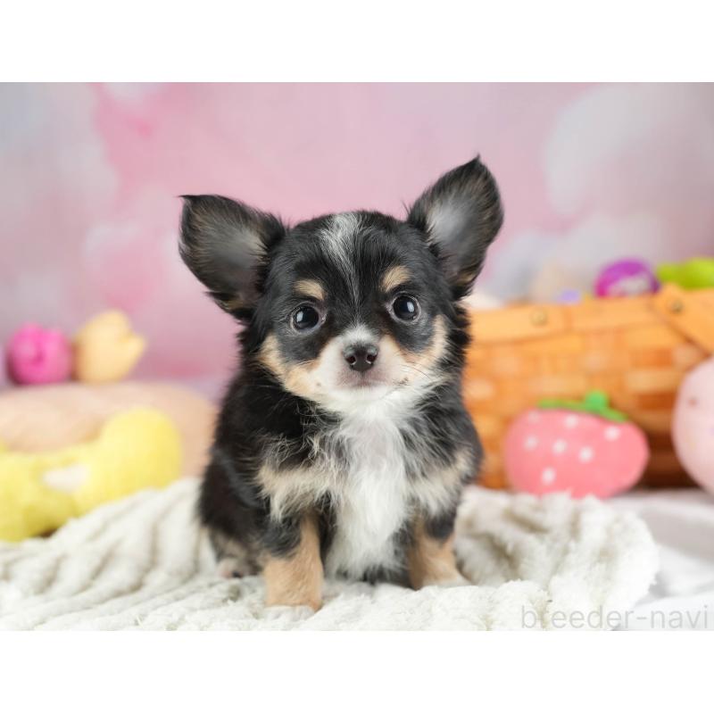 販売中の埼玉県のチワワ(ロングコート)-453263の11枚目