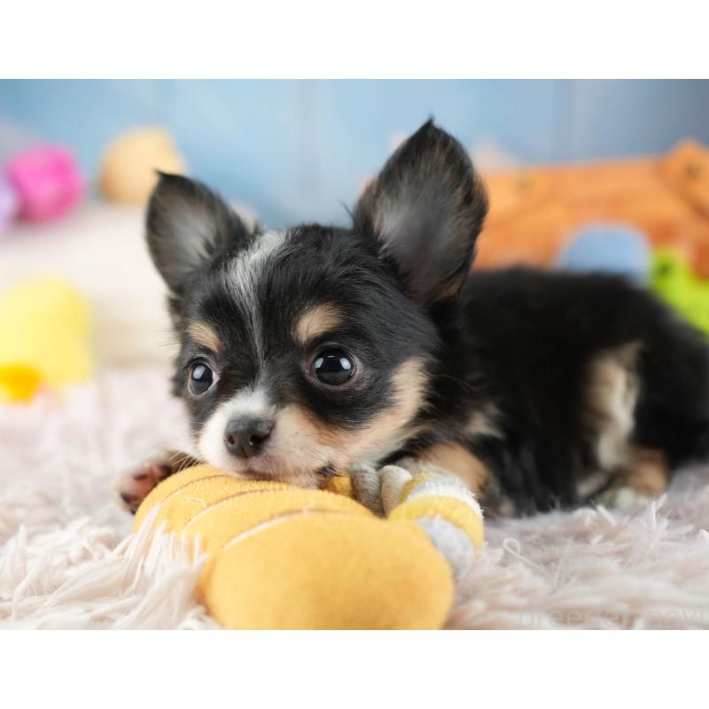 販売中の埼玉県のチワワ(ロングコート)-453263の10枚目