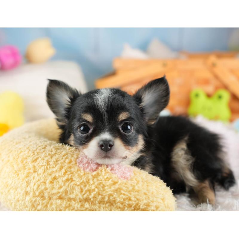 販売中の埼玉県のチワワ(ロングコート)-453263の9枚目