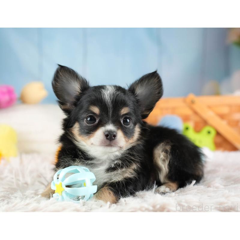 販売中の埼玉県のチワワ(ロングコート)-453263の8枚目