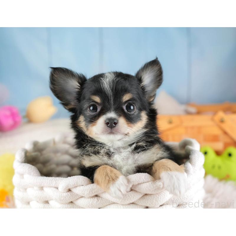 販売中の埼玉県のチワワ(ロングコート)-453263の7枚目