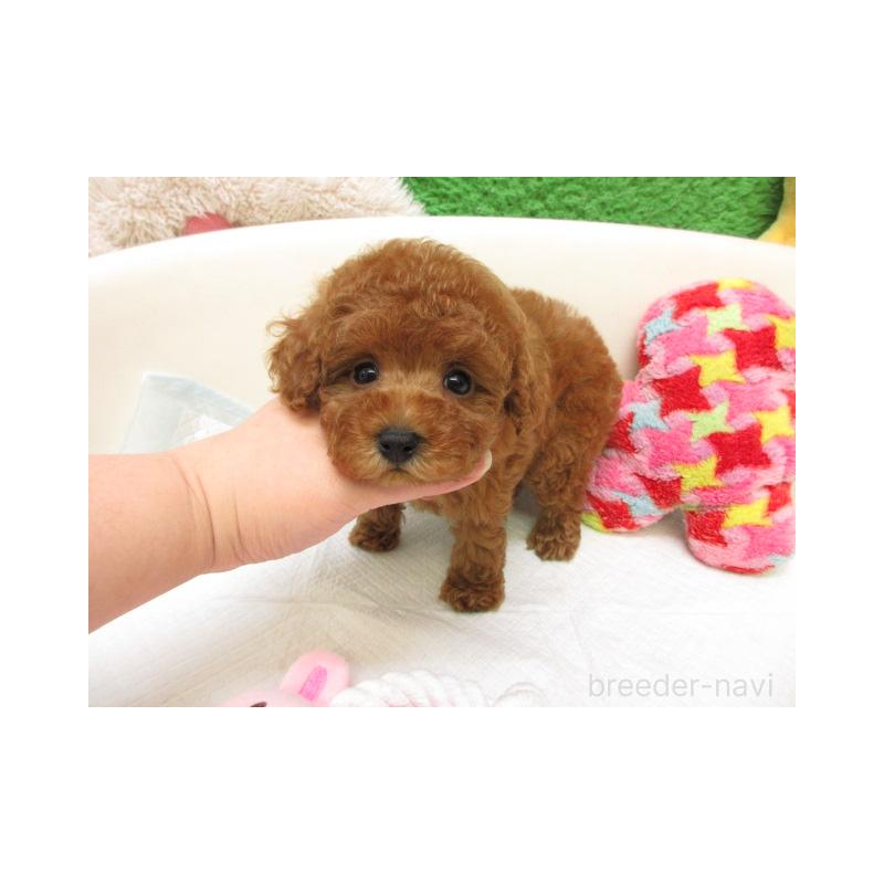 販売中の大阪府のトイプードル-452373の2枚目