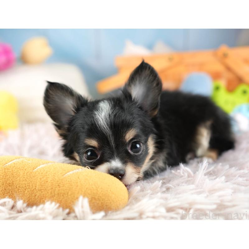 販売中の埼玉県のチワワ(ロングコート)-453263の6枚目