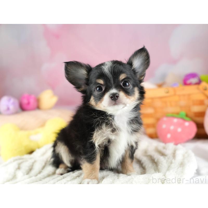 販売中の埼玉県のチワワ(ロングコート)-453263の4枚目