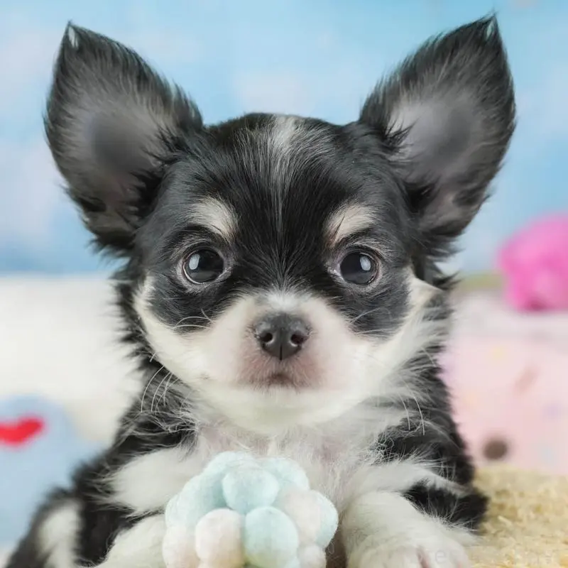 ♂︎チワワ(ロングコート)