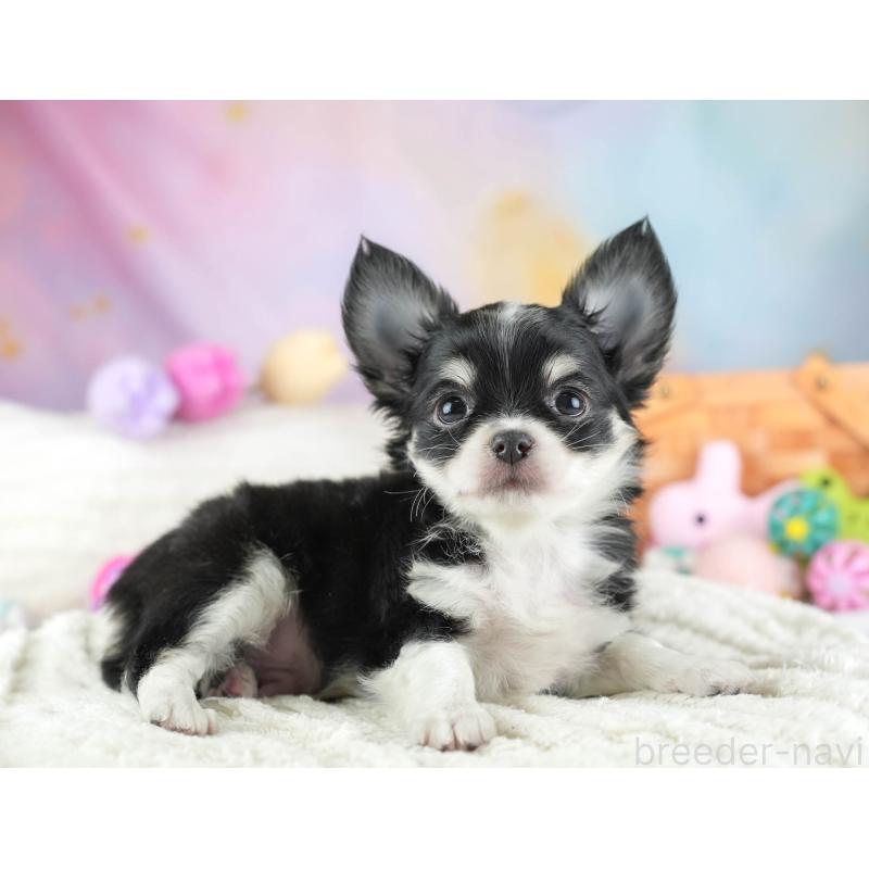 販売中の埼玉県のチワワ(ロングコート)-453264の12枚目