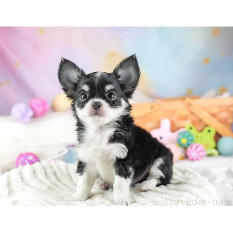 販売中の埼玉県のチワワ(ロングコート)-453264の11枚目