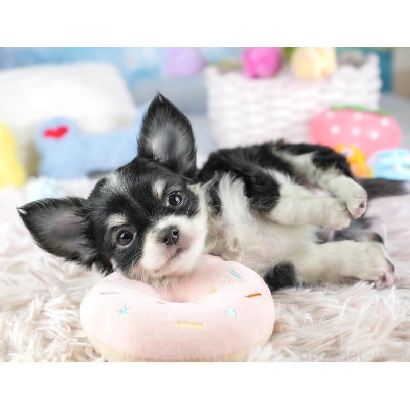 販売中の埼玉県のチワワ(ロングコート)-453264の10枚目