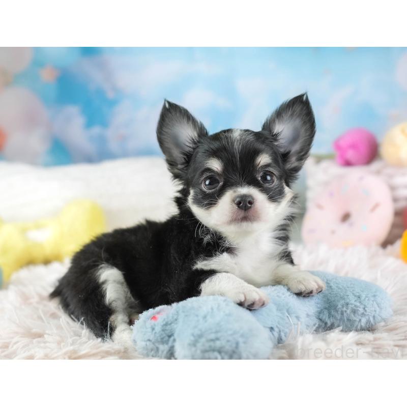 販売中の埼玉県のチワワ(ロングコート)-453264の8枚目