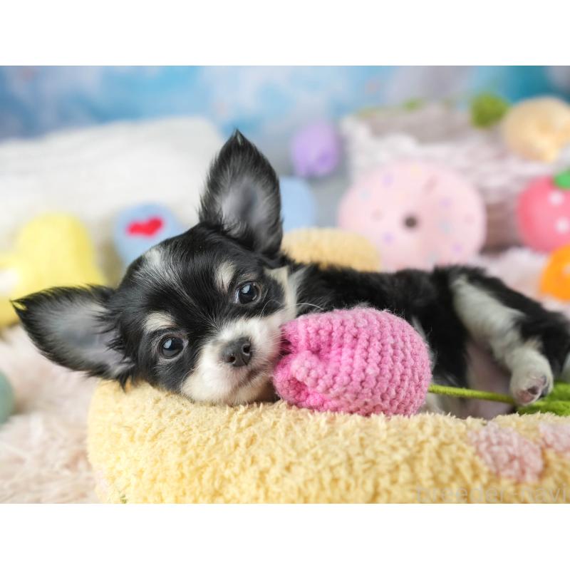 販売中の埼玉県のチワワ(ロングコート)-453264の7枚目