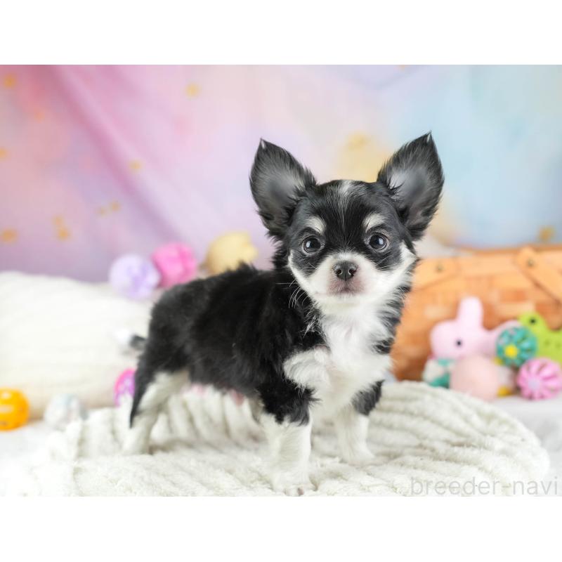 販売中の埼玉県のチワワ(ロングコート)-453264の6枚目