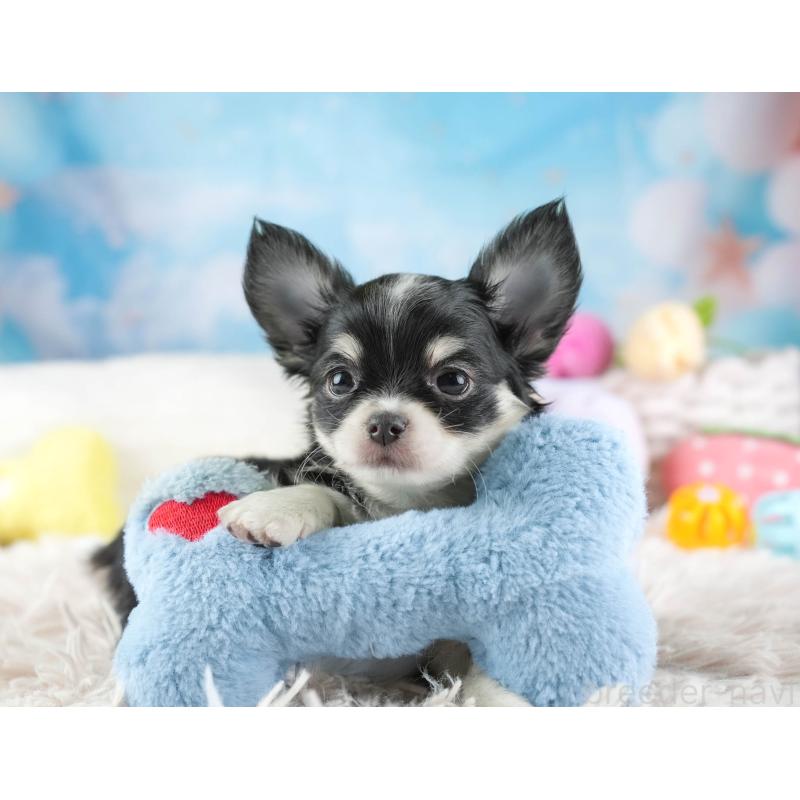 販売中の埼玉県のチワワ(ロングコート)-453264の5枚目