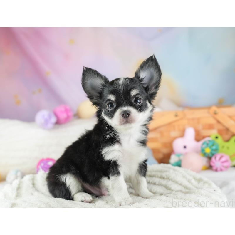 販売中の埼玉県のチワワ(ロングコート)-453264の4枚目