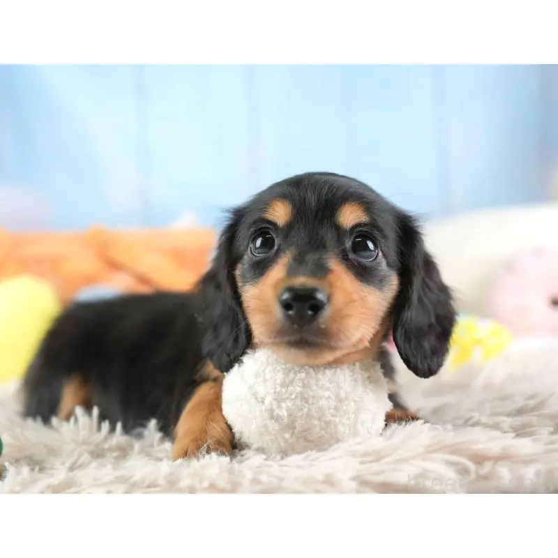 販売中の埼玉県のミニチュアダックスフンド(ロングヘアード)-453262の12枚目