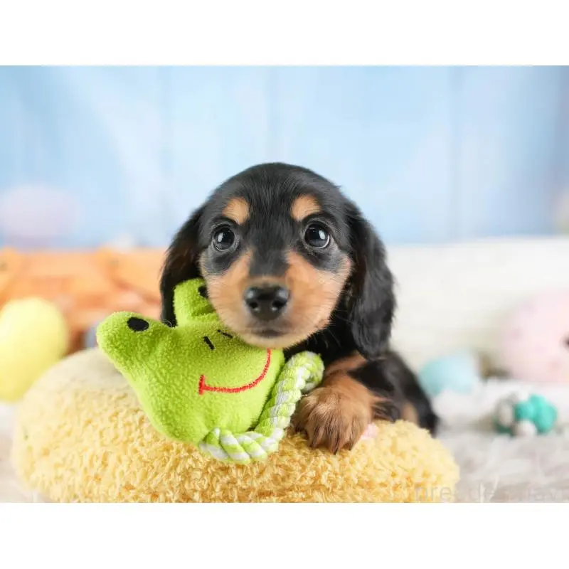 販売中の埼玉県のミニチュアダックスフンド(ロングヘアード)-453262の11枚目