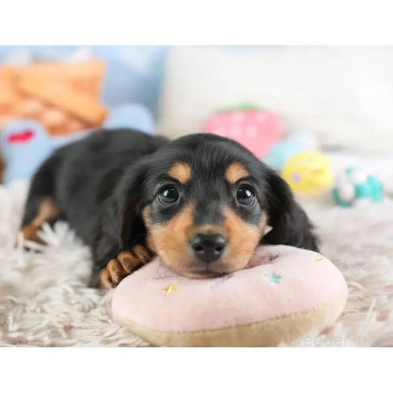 販売中の埼玉県のミニチュアダックスフンド(ロングヘアード)-453262の10枚目