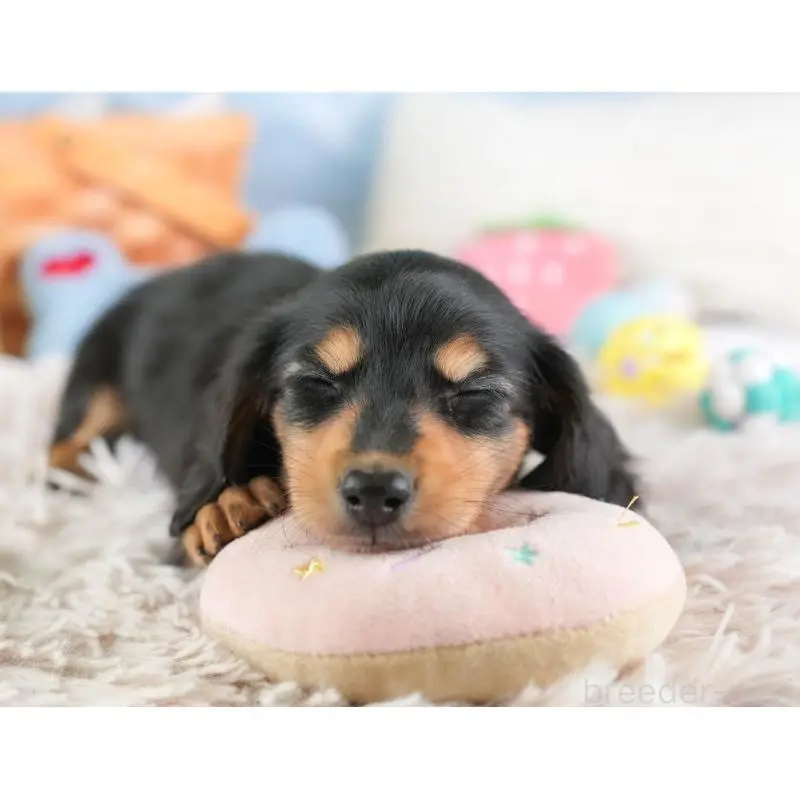 販売中の埼玉県のミニチュアダックスフンド(ロングヘアード)-453262の9枚目