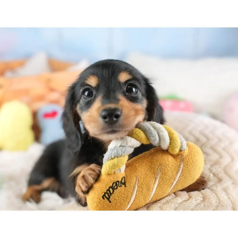 販売中の埼玉県のミニチュアダックスフンド(ロングヘアード)-453262の7枚目