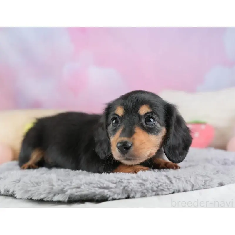 販売中の埼玉県のミニチュアダックスフンド(ロングヘアード)-453262の6枚目