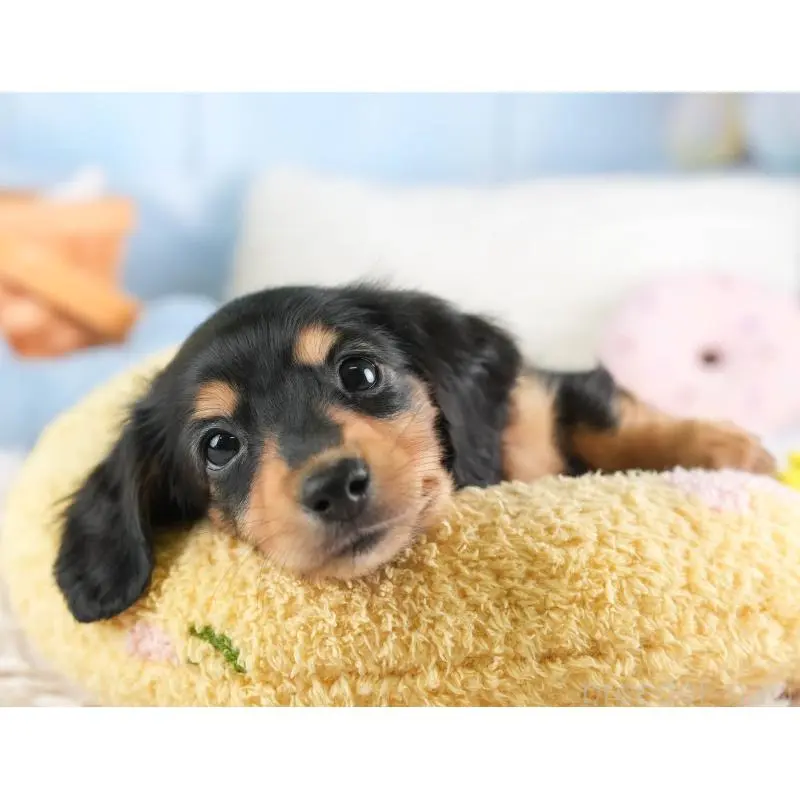 販売中の埼玉県のミニチュアダックスフンド(ロングヘアード)-453262の5枚目