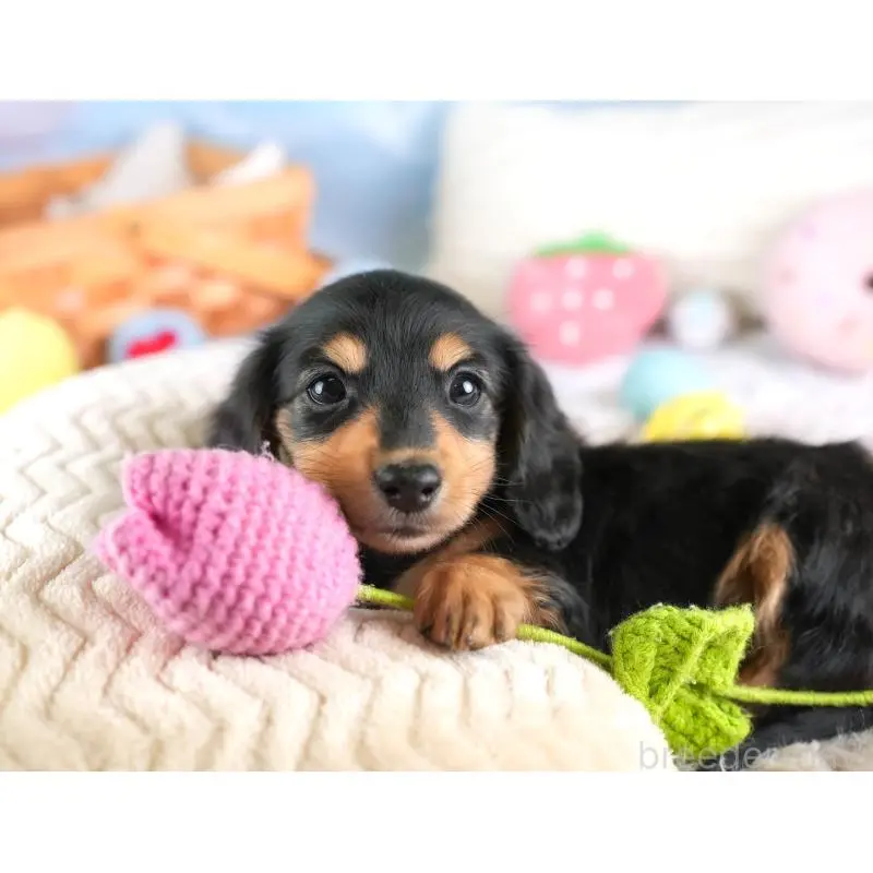 販売中の埼玉県のミニチュアダックスフンド(ロングヘアード)-453262の4枚目