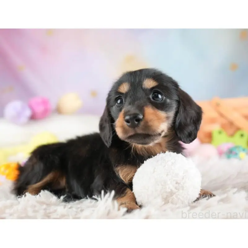 販売中の埼玉県のミニチュアダックスフンド(ロングヘアード)-453261の12枚目