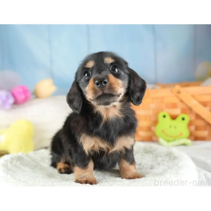 販売中の埼玉県のミニチュアダックスフンド(ロングヘアード)-453261の11枚目