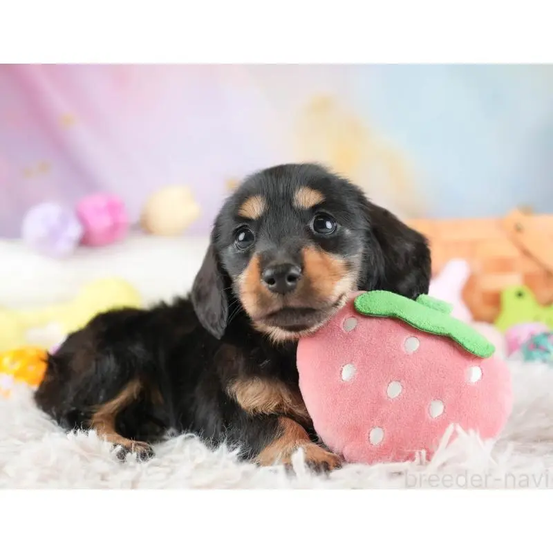 販売中の埼玉県のミニチュアダックスフンド(ロングヘアード)-453261の10枚目