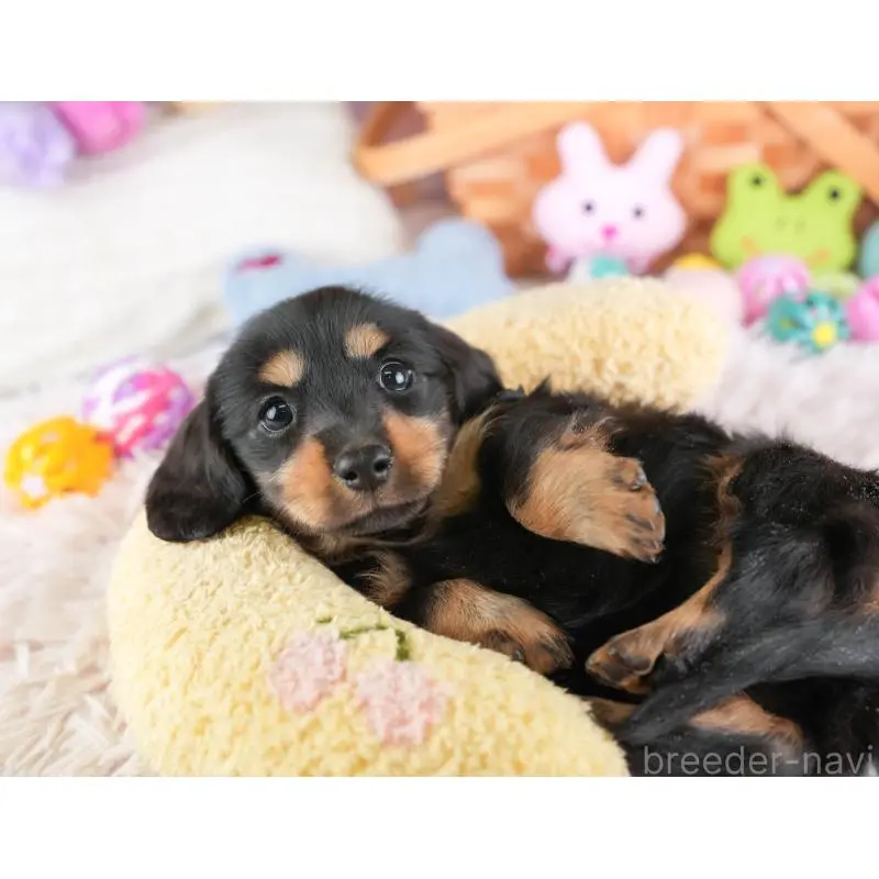 販売中の埼玉県のミニチュアダックスフンド(ロングヘアード)-453261の9枚目