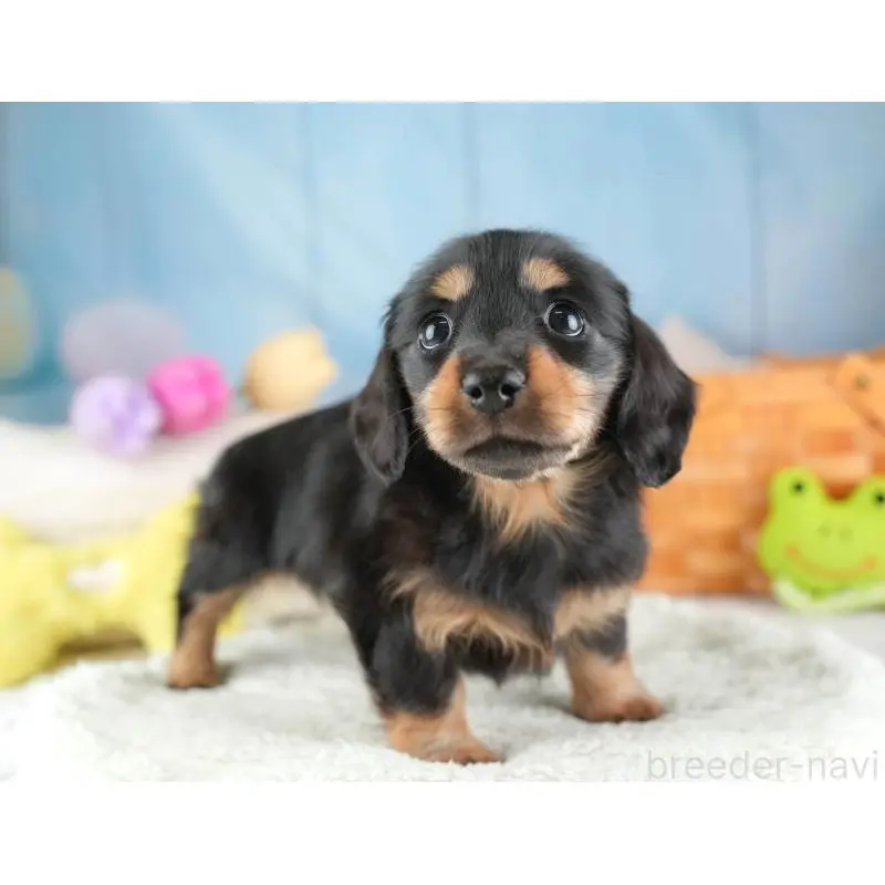 販売中の埼玉県のミニチュアダックスフンド(ロングヘアード)-453261の8枚目