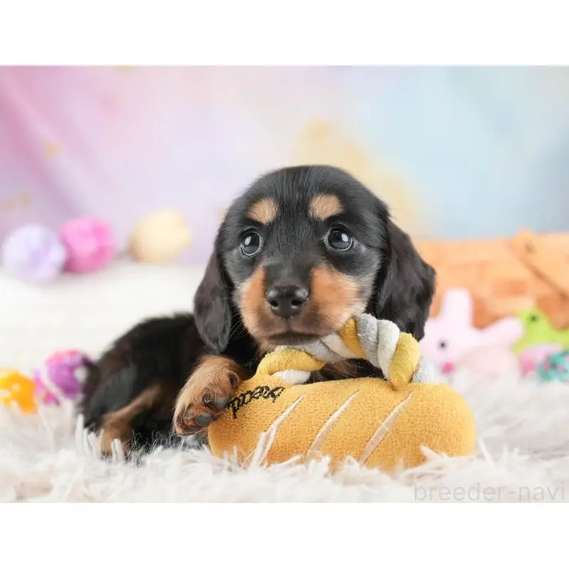 販売中の埼玉県のミニチュアダックスフンド(ロングヘアード)-453261の7枚目