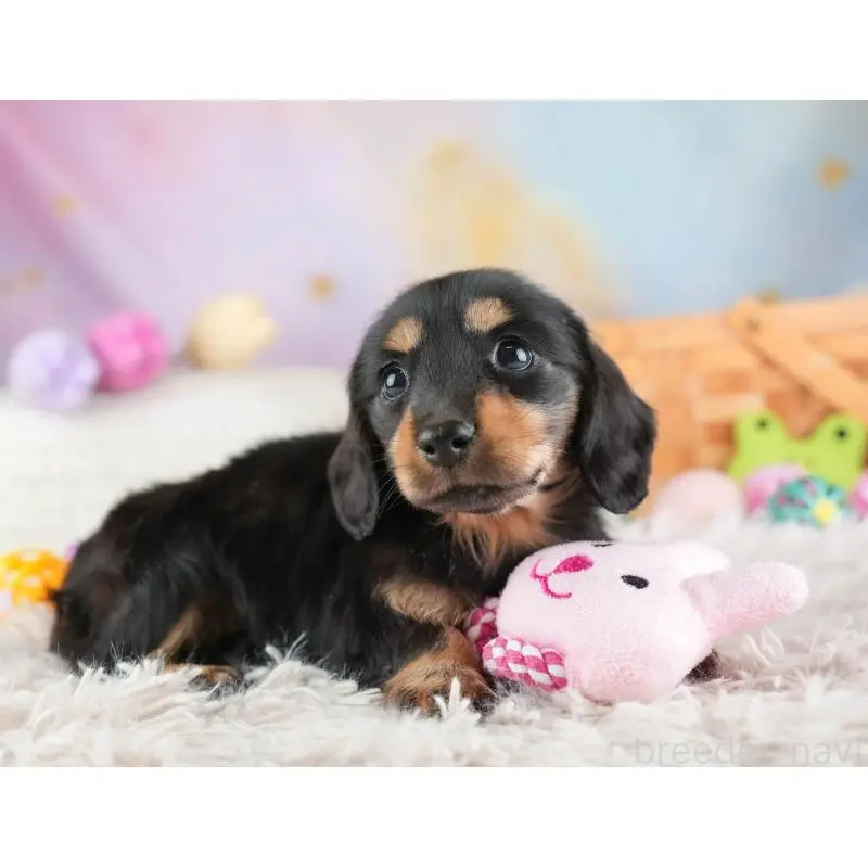 販売中の埼玉県のミニチュアダックスフンド(ロングヘアード)-453261の6枚目